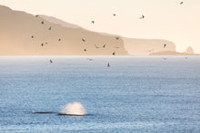 Load image into Gallery viewer, Tohora visit St Clair Beach, Dunedin, New Zealand.
