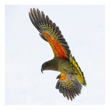 Load image into Gallery viewer, Kea in Flight, Wānaka
