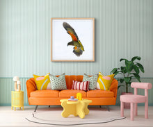 Load image into Gallery viewer, Kea in Flight, Wānaka
